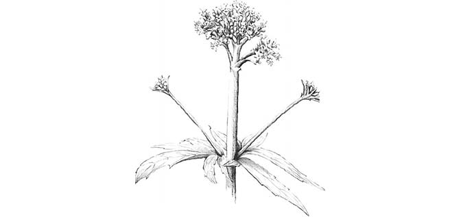 Valeriana